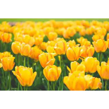 Yellow Tulip Flower